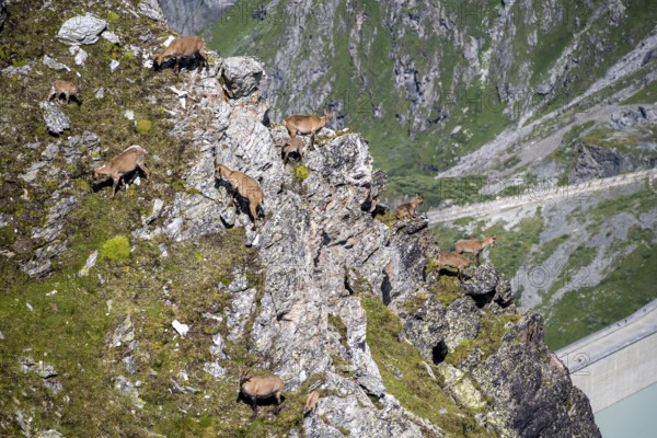Alpine ibex (Capra ibex) group on exposed rocks at the summit of Mont Blana, Hérménence, Valais Alps, Valais, Switzerland