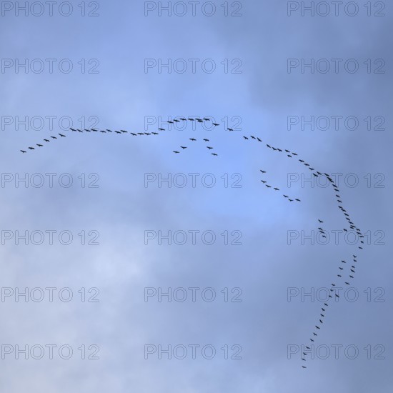 Cranes, grey cranes (Grus grus), crane migration, return of the cranes, cranes flying over, large flock of cranes, heralds of spring, large flock in flight, bird migration, typical flight formation, silhouettes in the sky, cranes returning, flying over Germany, bird migration in spring and autumn, native wildlife, native nature, Sauerland, North Rhine-Westphalia, Germany, Western Europe