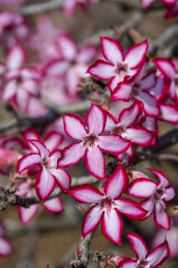 Multiflorous desert rose (Adenium multiflorum) also known as Sabi star, many pinkish white flowers, Kruger National Park, South Africa