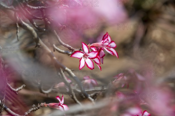 Multiflorous desert rose (Adenium multiflorum) also known as Sabi star, many pinkish white flowers, Kruger National Park, South Africa