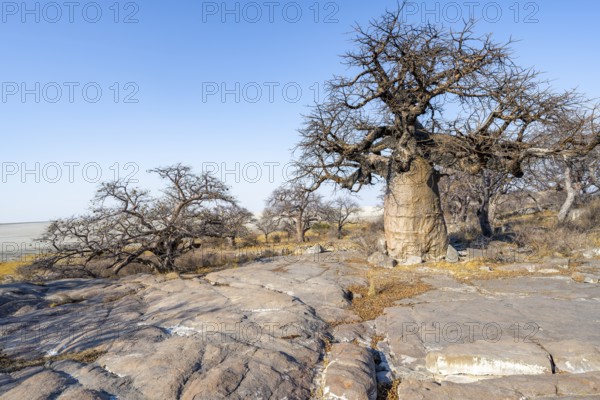 African baobab or baobab tree (Adansonia digitata), several trees, Kubu Island (Lekubu), Sowa Pan, Makgadikgadi salt pans, Botswana