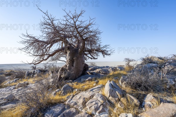 African baobab or baobab tree (Adansonia digitata), overlooking the salt pan, Kubu Island (Lekubu), Sowa Pan, Makgadikgadi Salt Pans, Botswana