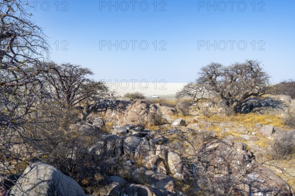 African baobab or baobab tree (Adansonia digitata), several trees overlooking the salt pan, Kubu Island (Lekubu), Sowa Pan, Makgadikgadi Salt Pans, Botswana