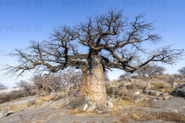 Large baobab tree, African baobab or baobab tree (Adansonia digitata), Kubu Island (Lekubu), Sowa Pan, Makgadikgadi salt pans, Botswana