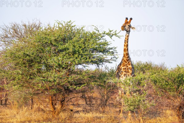 Cape giraffe (Giraffa giraffa giraffa) eating leaves of an acacia tree, in the savannah in the evening light, Kruger National Park, South Africa