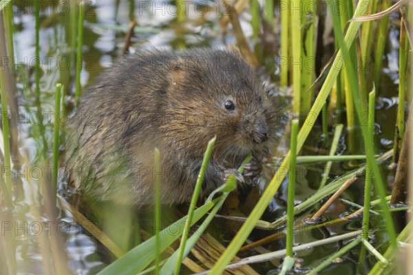 Water vole (Arvicola amphibius) adult rodent animal feeding amongst reeds in a pond in summer, Suffolk, England, United Kingdom