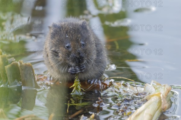 Water vole (Arvicola amphibius) adult rodent animal feeding on pond weed in a reedbed in summer, Suffolk, England, United Kingdom