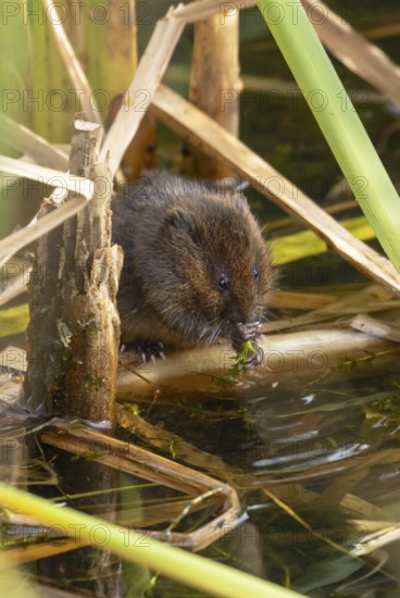Water vole (Arvicola amphibius) adult rodent animal feeding on pond weed in a reedbed in summer, Suffolk, England, United Kingdom