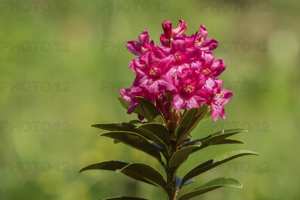 Rusty-leaved alpenrose (Rhododendron ferrugineum), also known as rusty red alpine rose or rusty red alpine rose, flowering, Oberstdorf, Oberallgäu, Allgäu, Bavaria, Germany