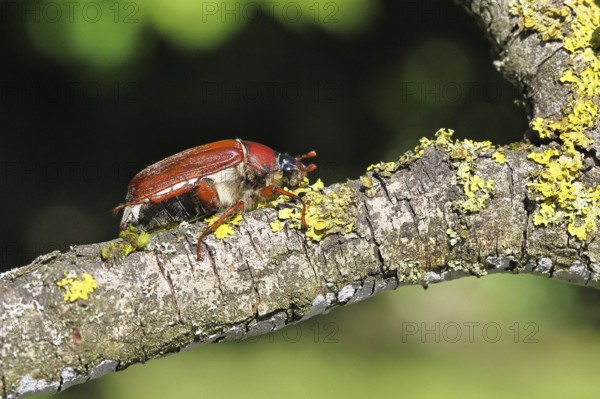 May beetle, wood cockchafer (Melolontha hippocastani), female, on a branch covered with lichen, close-up, Wilnsdorf, North Rhine-Westphalia, Germany