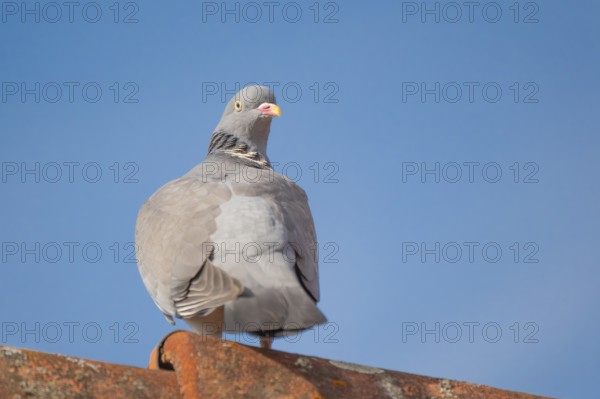 A wood pigeon (Columba palumbus) sitting on the roof ridge of a house, animal photo, bird, bird species, nature photo, wildlife, fauna, Neustadt am Rübenberge, Hanover Region, Lower Saxony, Germany