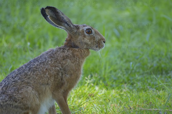 A hare (Lepus europaeus) sitting in the grass, animal photo, nature photo, wildlife, fauna, Neustadt am Rübenberge, Hanover Region, Lower Saxony, Germany