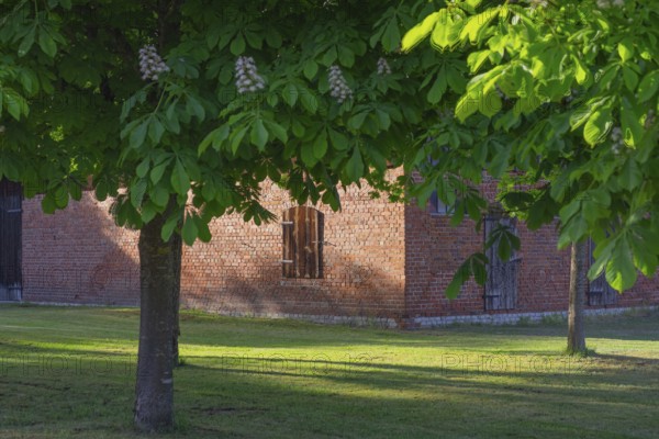 View through two chestnut trees to a part of a barn, Böhme, Heidekreis, Rethem Aller, Leine Aller Tal, Lower Saxony, Germany