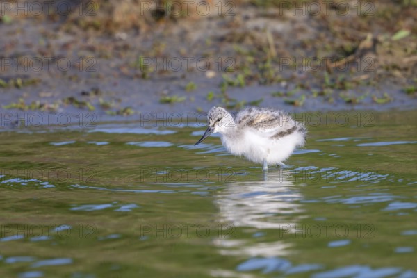 Avocet (Recurvirostra avosetta), chick foraging in the water, Texel, province of North Holland, Netherlands