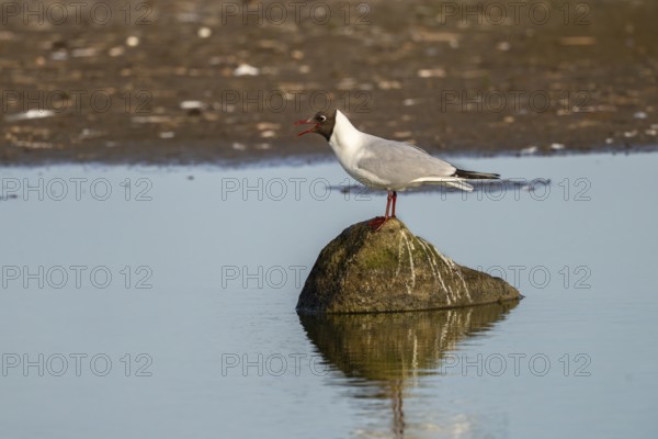Black-headed gull (Larus ridibundus), sitting on a stone and calling, Texel, province of North Holland, Netherlands