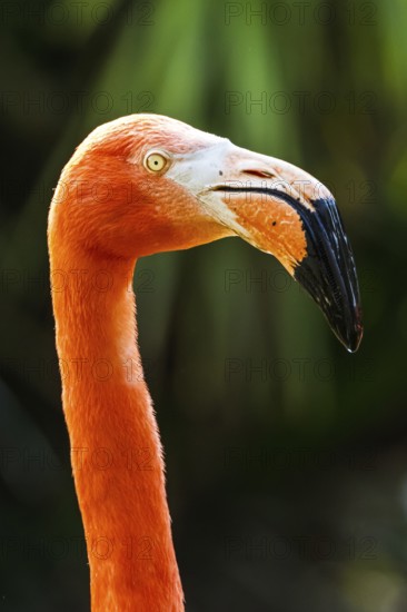 American flamingo, Phoenicopterus ruber, group of birds