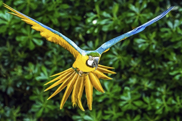 Blue-and-yellow macaw, Ara ararauna, bird in flight