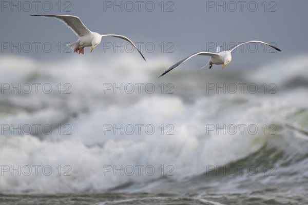 Herring gulls (Larus argentatus) in flight over the surf looking for starfish, Hvide Sande, North Sea, Denmark