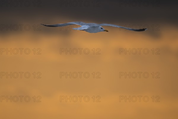 Herring gull (Larus argentatus) in flight over the surf looking for starfish, evening mood, Hvide Sande, North Sea, Denmark