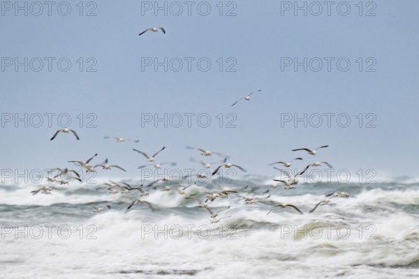 Herring gulls (Larus argentatus) in flight over the surf looking for starfish, wipe image, long exposure, Hvide Sande, North Sea, Denmark