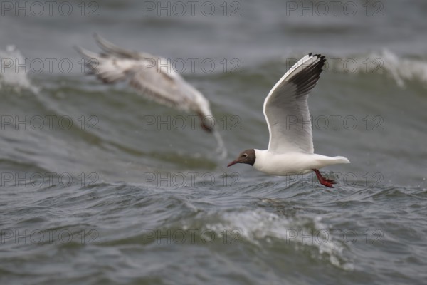 Black-headed gull (Chroicocephalus ridibundus) in summer plumage, flying above the sea surface, looking for small fish, near Hvide Sande, Ringkøbing Fjord, North Sea, Denmark