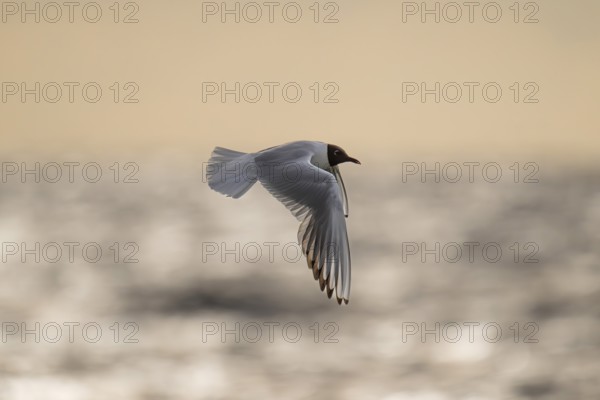 Black-headed gull (Chroicocephalus ridibundus) in summer plumage, flying above the sea surface, looking for small fish, near Hvide Sande, Ringkøbing Fjord, North Sea, Denmark