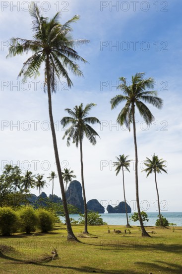 Tonsai Beach, Ton Sai Bay, Ao Nang, Krabi, Thailand