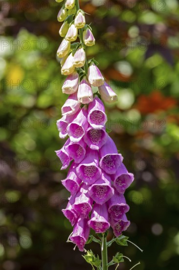 Common foxglove (Digitalis purpurea), Sieversen, Rosengarten, Lower Saxony, Germany