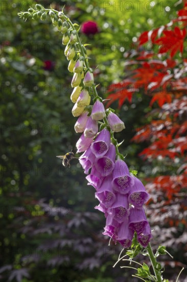 Common foxglove (Digitalis purpurea), bumblebee approaching, Sieversen, Rosengarten, Lower Saxony, Germany
