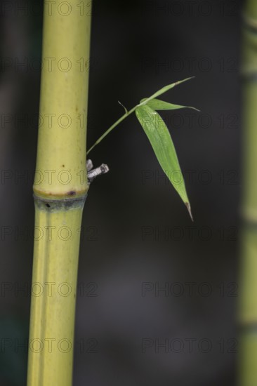 Bamboo (Phyllostachys), Veneto, Italy