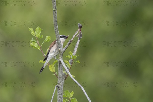 Red-backed shrike (Lanius collurio) with impaled mouse, Emsland, Lower Saxony, Germany