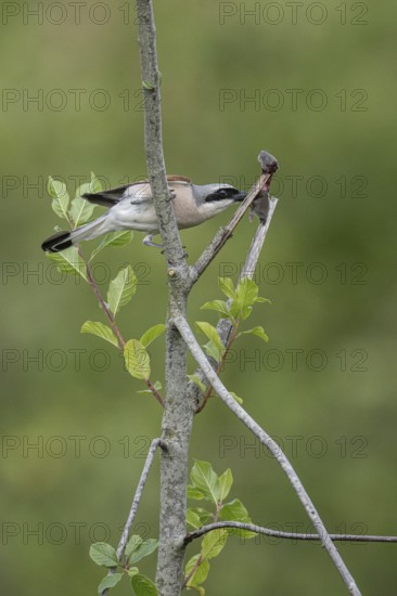 Red-backed shrike (Lanius collurio) with impaled mouse, Emsland, Lower Saxony, Germany