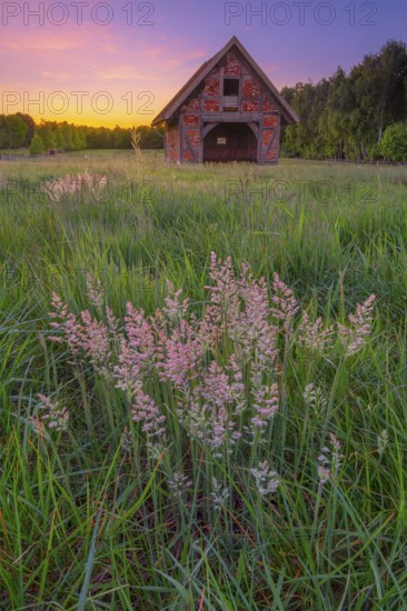 View of grasses and an open half-timbered barn standing on a pasture in the sunset, meadow, spring, awakening, new, colours, season, landscape photo, nature photo, flora, fauna, landscape format, pasture, grasses, lowland, sky, clouds, Stöckse, Steimbke, Nienburg Weser, Lower Saxony, Germany