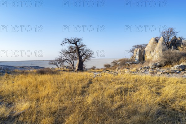 African baobab or baobab tree (Adansonia digitata), several trees overlooking the salt pan in the evening light, Kubu Island (Lekubu), Sowa Pan, Makgadikgadi salt pans, Botswana