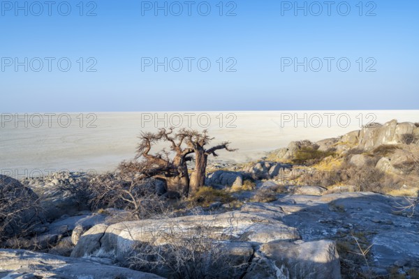 African baobab (Adansonia digitata), overlooking the salt pan in the evening light, Kubu Island (Lekubu), Sowa Pan, Makgadikgadi Salt Pans, Botswana