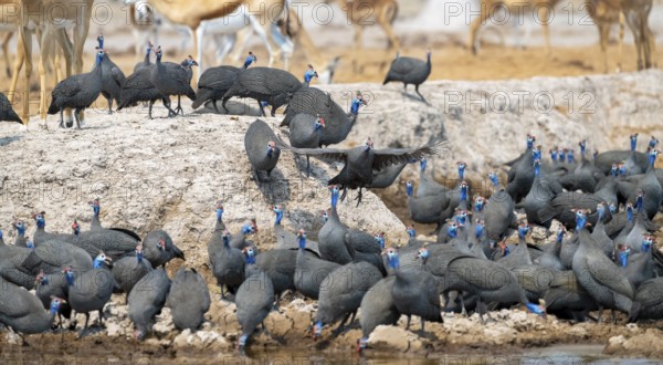 Helmeted guinea fowl (Numida meleagris), flock at the waterhole, Nxai Pan National Park, Botswana