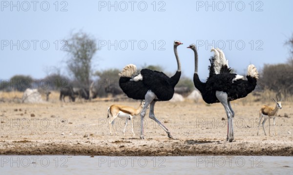 Common ostrich (Struthio camelus), two adult males at a waterhole, threatening, imposing behaviour, Nxai Pan National Park, Botswana