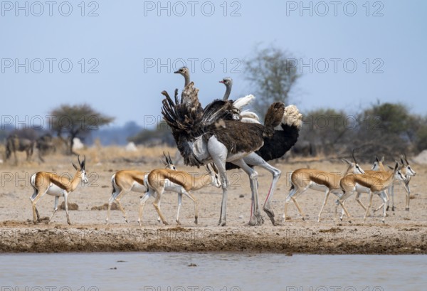 Common ostrich (Struthio camelus), adult male and female at a waterhole, courtship behaviour, Nxai Pan National Park, Botswana