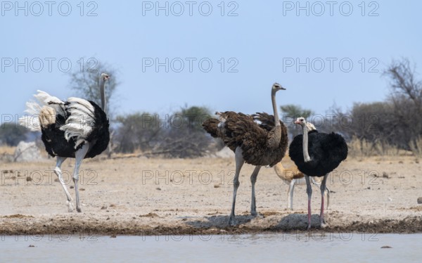 Common ostrich (Struthio camelus), two adult males and one female drinking at a waterhole, Nxai Pan National Park, Botswana