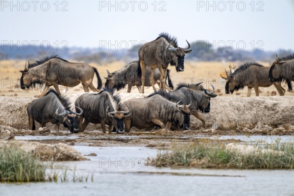 Blue wildebeest (Connochaetes taurinus), group drinking at a waterhole, Nxai Pan National Park, Botswana