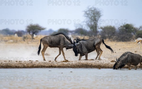 Blue wildebeest (Connochaetes taurinus), two males fighting at a waterhole, Nxai Pan National Park, Botswana
