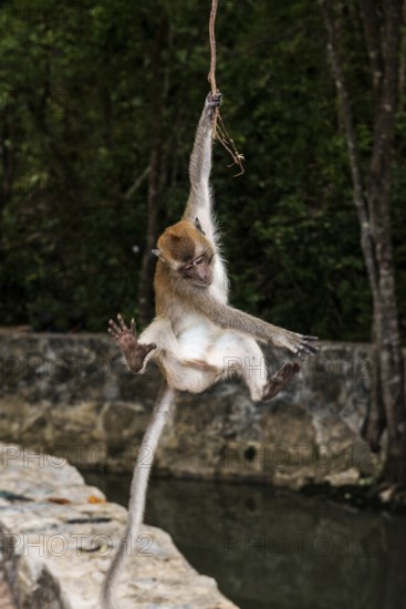 Monkey on the beach, macaque, Ao Nang Beach, Ao Nang, Krabi, Thailand