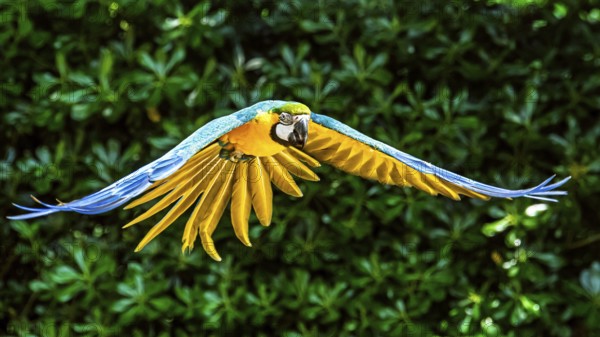 Blue-and-yellow macaw, Ara ararauna, bird in flight