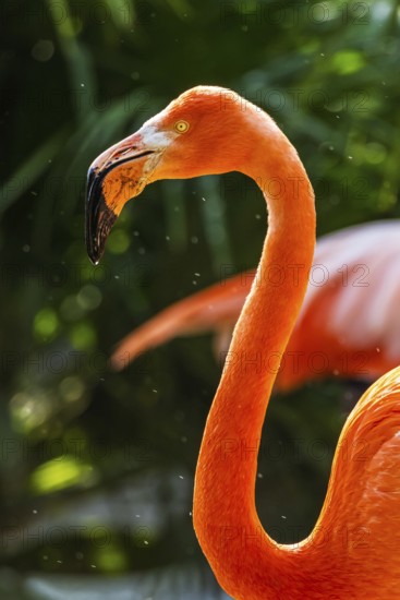 American flamingo, Phoenicopterus ruber, group of birds