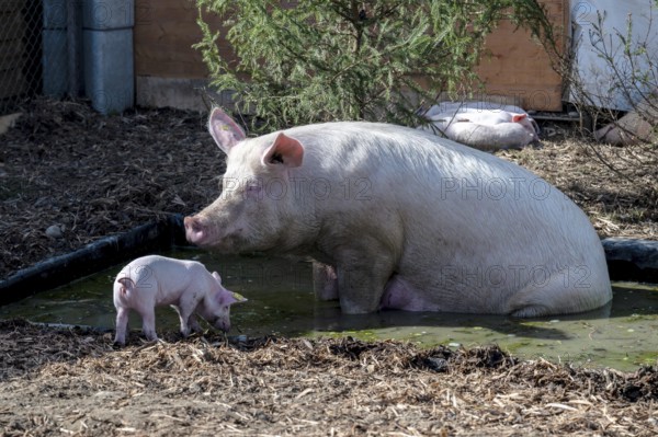 Mother pig with piglet