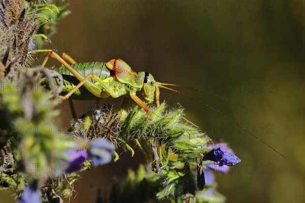 Steppe saddle grasshopper, steppe saddle grasshopper (Ephippiger ephippiger), male, on Viper's bugloss (Echium vulgare), with bokeh in the background, leafhoppers, long-fingered grasshoppers, Red List of Germany, specially protected species, critically endangered, Cochem, Moselle, Rhineland-Palatinate, Germany