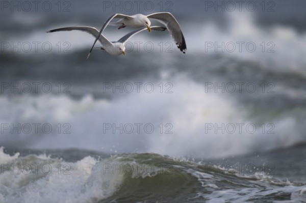 Herring gulls (Larus argentatus) in flight over the surf looking for starfish, Hvide Sande, North Sea, Denmark