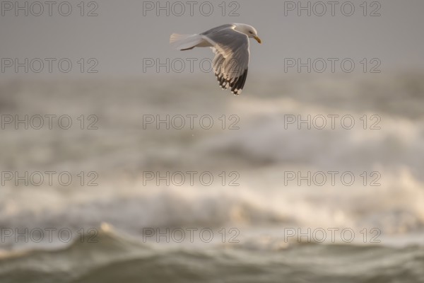 Herring gull (Larus argentatus) in flight over the surf looking for starfish, evening light, Hvide Sande, North Sea, Denmark