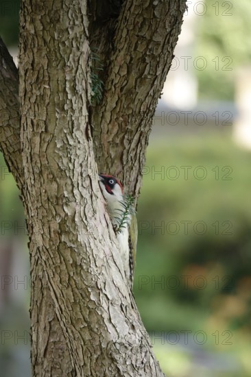 Green woodpecker (Picus viridis), June, Germany