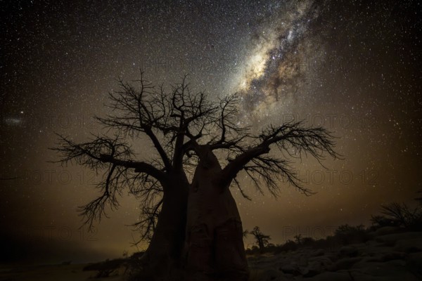 Silhouette of a baobab tree with starry sky and Milky Way, African baobab (Adansonia digitata), night shot, Kubu Island (Lekubu), Sowa Pan, Makgadikgadi Salt Pans, Botswana